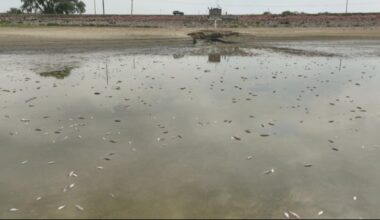 Thousands of fish die around Boyd Lake during drought conditions