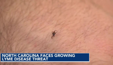 Ticks carrying Lyme disease are gaining ground in North Carolina, study finds :: WRAL.com
