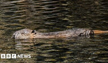 Beavers helping to reduce drought with wetlands - BBC