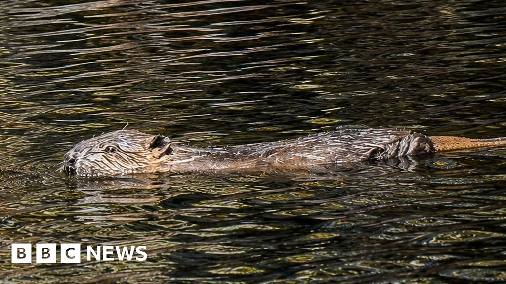 Beavers helping to reduce drought with wetlands - BBC