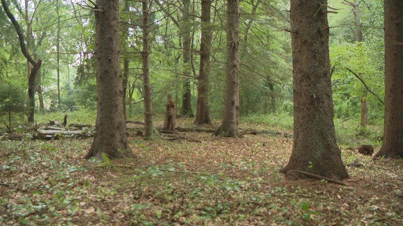 Potter Woods in South Kingstown. (WJAR)