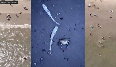 Nearly 30 dead sharks found on Sea Isle City beach. An expert says this may have been how they washed ashore.