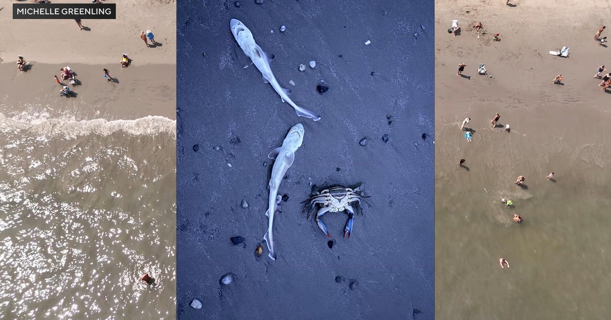 Nearly 30 dead sharks found on Sea Isle City beach. An expert says this may have been how they washed ashore.