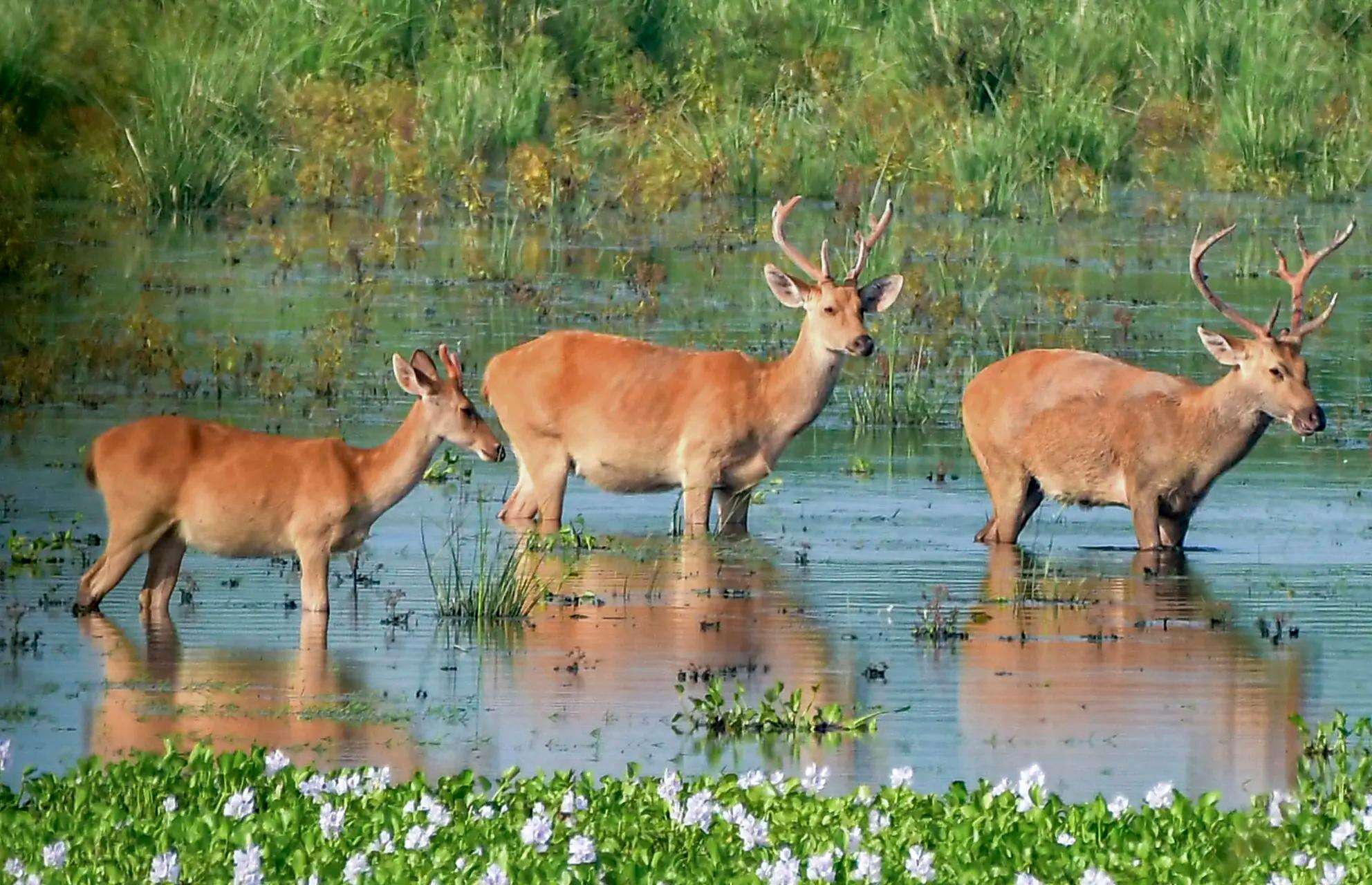 Nagaon: A herd of deers graze in the Burapahar Range of Kaziranga National Park. (PTI Photo) Deers