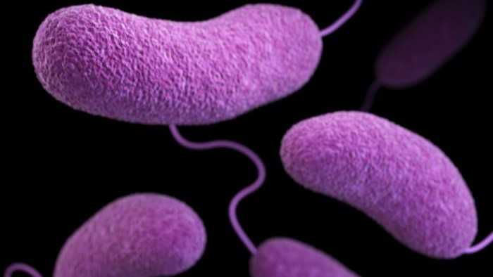 LDH: 9 hospitalized, 5 dead from Vibrio vulnificus infections