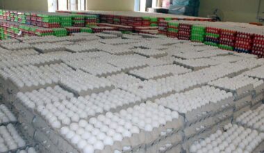 Maize for ethanol pushes feed costs up, poultry hub in distress