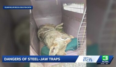 Young coyote released after rescue from illegal steel-jawed trap in Solano County