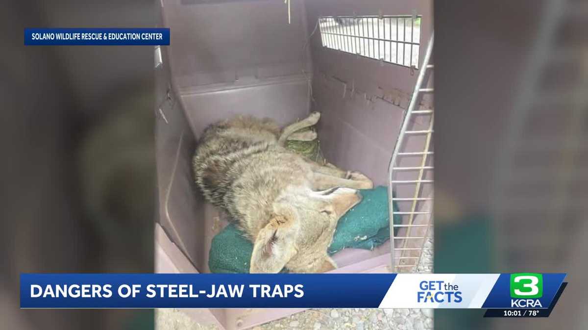 Young coyote released after rescue from illegal steel-jawed trap in Solano County