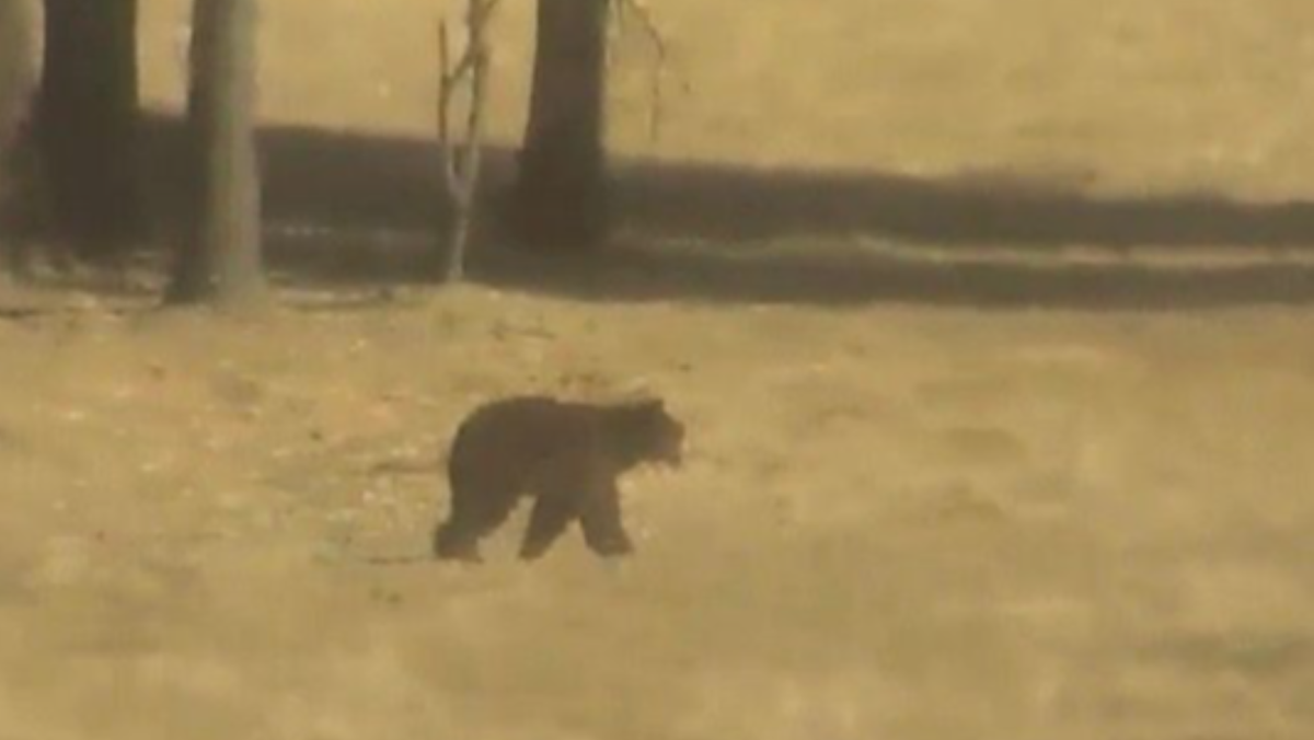 Bear sightings reported in Roseville, Rocklin