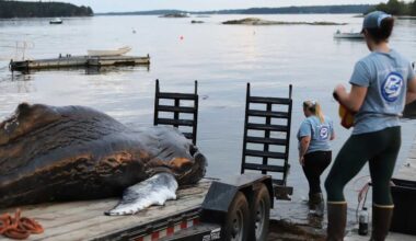Young humpback calf found dead in Maine was emaciated