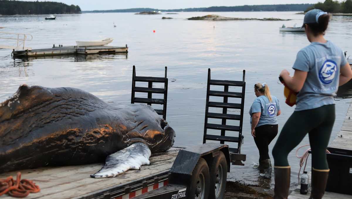 Young humpback calf found dead in Maine was emaciated