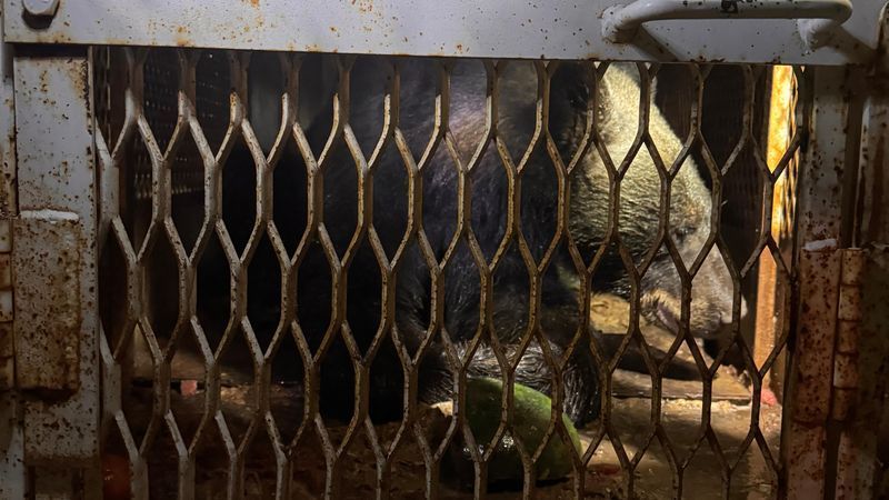 Black bear safely captured after roaming Doña Ana neighborhoods (credit: Viewer)