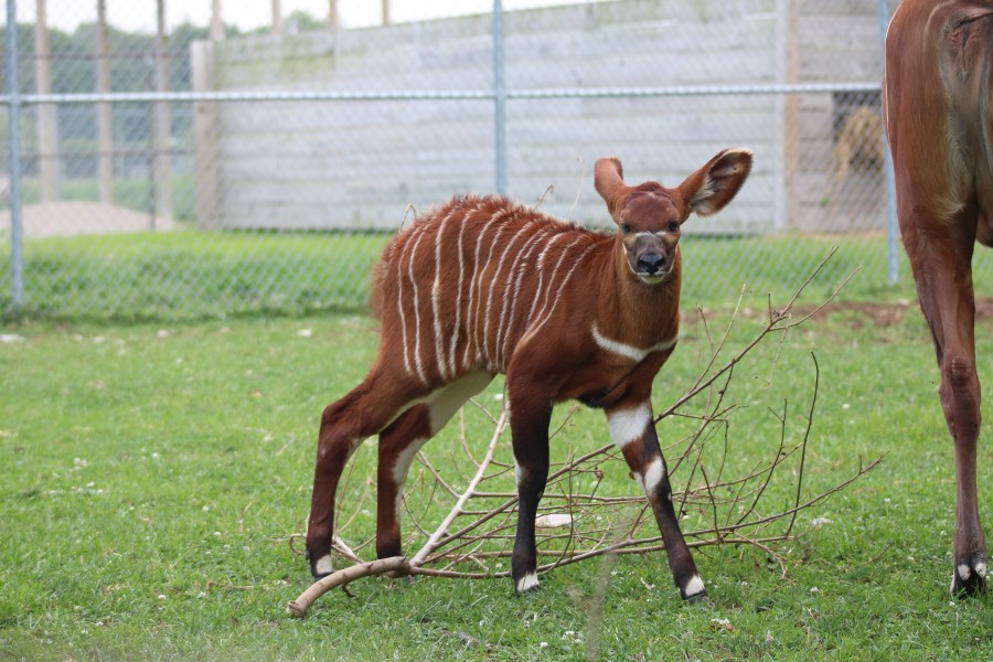 An eastern bongo calf is seen at African Safari Wildlife Park