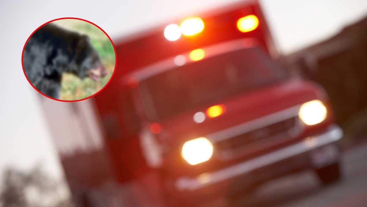 NC: Woman injured following incident with bear