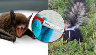 Rabid skunk, bats found in four South Carolina counties