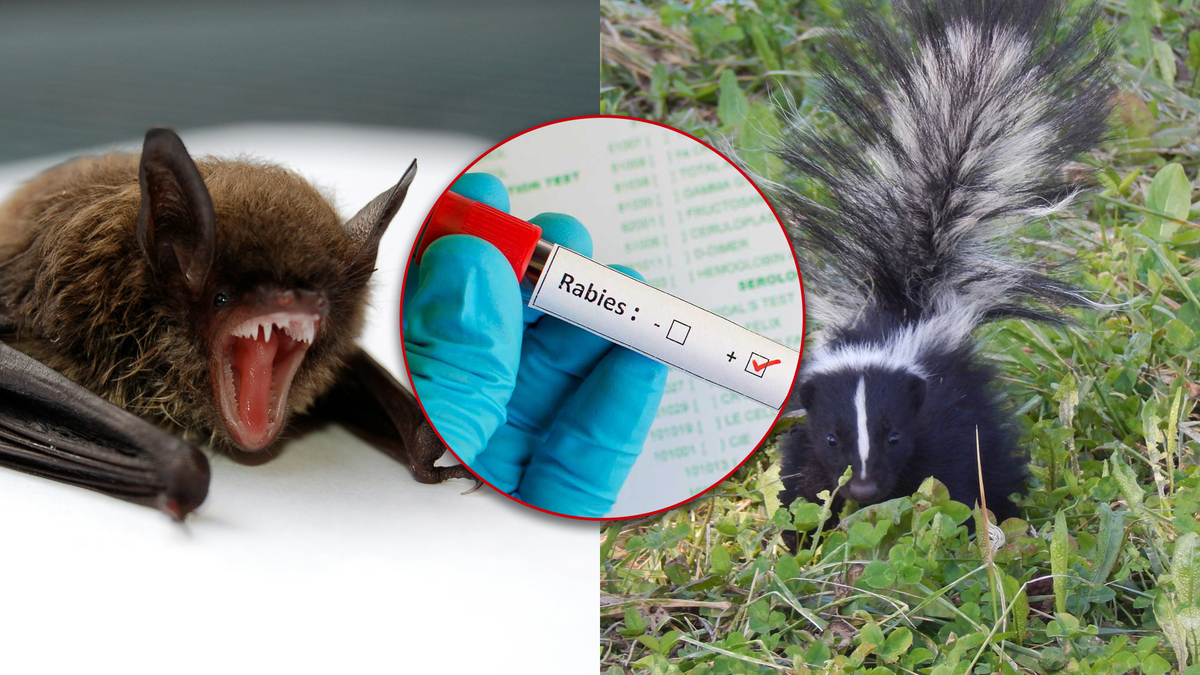 Rabid skunk, bats found in four South Carolina counties