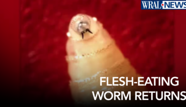 A flesh-eating parasite is back in the U.S. after nearly 60 years. Here's what it means for NC :: WRAL.com