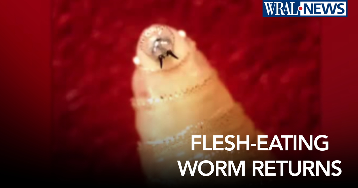 A flesh-eating parasite is back in the U.S. after nearly 60 years. Here's what it means for NC :: WRAL.com