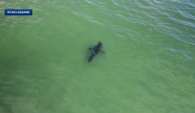 Why scientists say more shark sightings in New England are a good thing