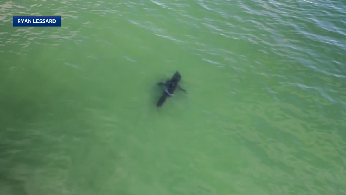 Why scientists say more shark sightings in New England are a good thing