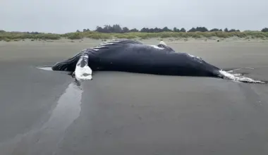 Researchers Found Almost Triple the Normal Number of Dead Marine Mammals on North Coast Beaches Last Month | Lost Coast Outpost