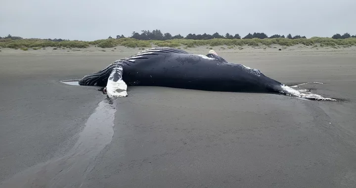 Researchers Found Almost Triple the Normal Number of Dead Marine Mammals on North Coast Beaches Last Month | Lost Coast Outpost