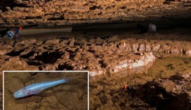 Scientists discover new 'demon cavefish' in highly-studied Alabama cave