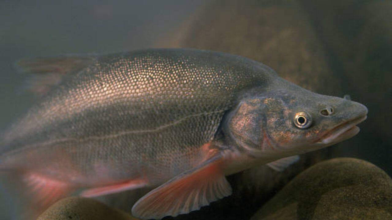 According to officials, cool water releases from Lake Powell in 2024 and 2025 successfully prevented smallmouth bass spawning. For the humpback chubs<br><br>