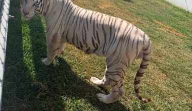 Tigers, jaguars, bison among 135 exotic and endangered animals found in raid on fuel smugglers near U.S. border