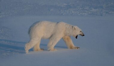 A boat operator used a foghorn to wake a sleeping polar bear. They were fined over $5,000.