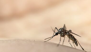 West Nile virus risk raised to high across Rhode Island after new detections