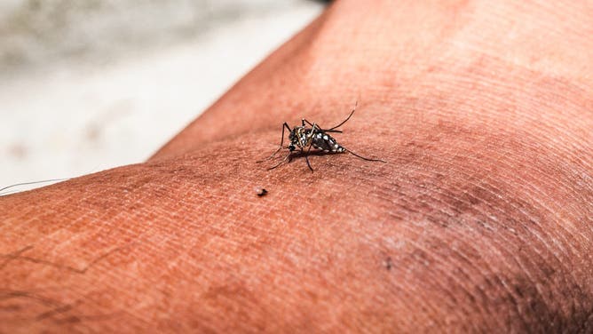 Aedes aegypti mosquito in Tehatta, West Bengal, India, on June 05, 2026.