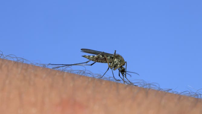 mosquito (Culex pipiens) stinging human arm to feed on blood.