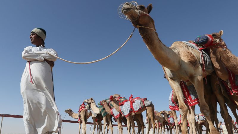 This app is modernizing the traditional camel trade