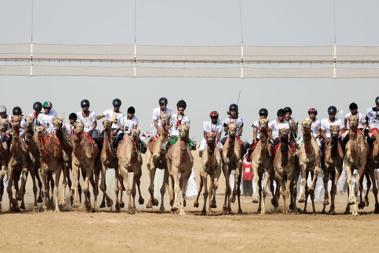 Jockeys compete in a camel race during a festival in Al Ain on Feb 10, 2017.