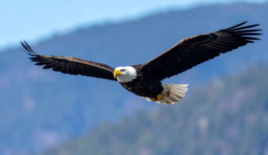 A wind operator with 154 farms in the United States admitted in a Wyoming courtroom to 150 dead bald and golden eagles across 50 of them since 2012, 136 of them struck by a blade, and the plea deal priced every eagle its turbines kill over the next five years at $29,623