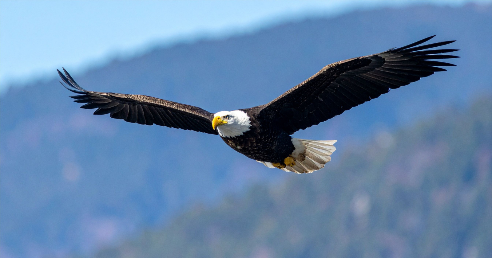 A wind operator with 154 farms in the United States admitted in a Wyoming courtroom to 150 dead bald and golden eagles across 50 of them since 2012, 136 of them struck by a blade, and the plea deal priced every eagle its turbines kill over the next five years at $29,623