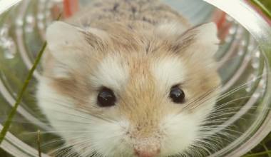 Dutch scientists left a hamster wheel outside. Then, all the animals started playing with it