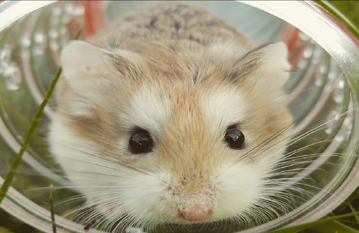 Dutch scientists left a hamster wheel outside. Then, all the animals started playing with it