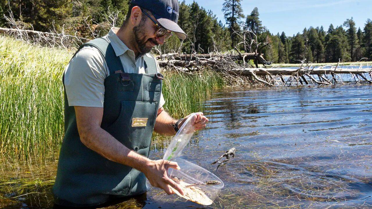 Endangered frog released into the wild. Image Credit: San Diego Zoo Wildlife How are 3,000 frogs being returned to the Californian mountains