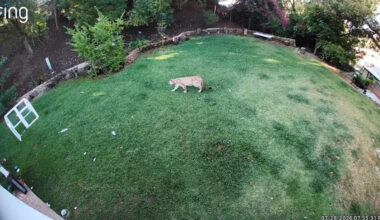 A Mountain Lion Casually Strolled Through a Backyard While the Family Was Inside