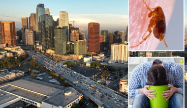 Vile flea-borne vomiting illness hits LA neighborhood as urgent warning issued
