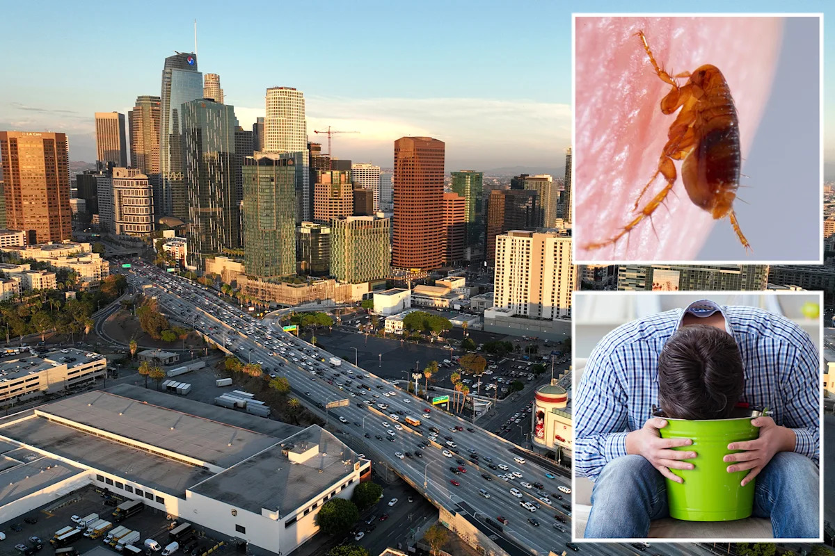 Vile flea-borne vomiting illness hits LA neighborhood as urgent warning issued