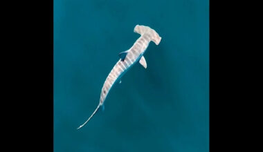 Hammerhead shark spotted off Rhode Island in rare, surreal scene