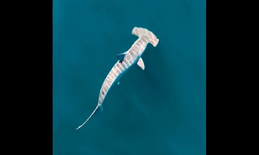 Hammerhead shark spotted off Rhode Island in rare, surreal scene