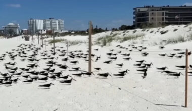 Florida Business Owners Accused of Scattering Mothballs to Drive Off Protected Shorebirds