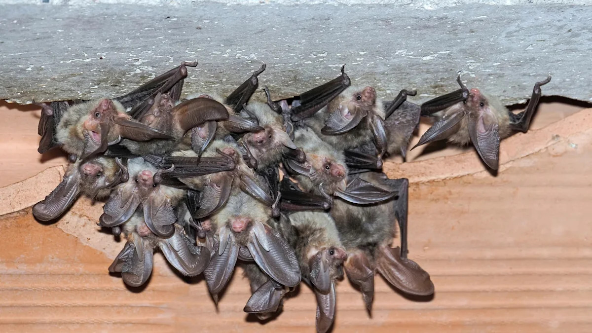 Washington couple's $850K dream home hid thousands of bats — and insurance denied the $200K cleanup