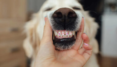 Golden Retriever's Hilarious 'Cheese' Smile While Begging for Food Has Everyone Cracking Up