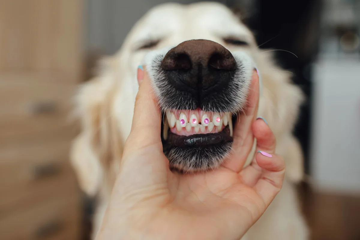 Golden Retriever's Hilarious 'Cheese' Smile While Begging for Food Has Everyone Cracking Up