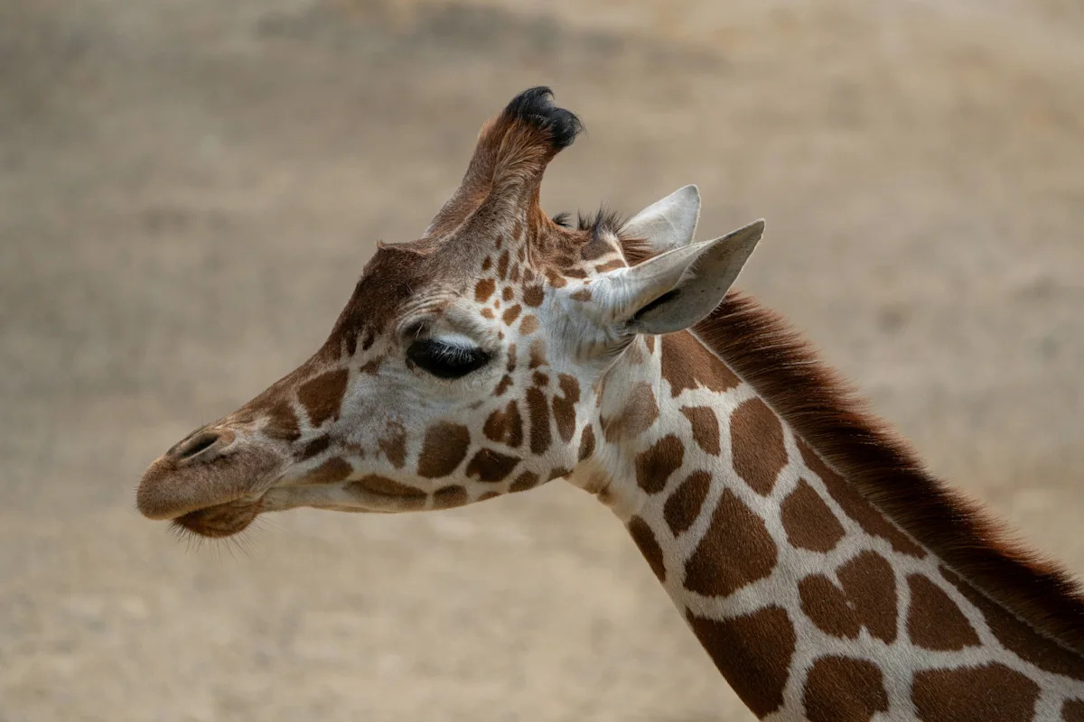 Baby Giraffe's Name Reveal Is Here, and the Meaning Behind It Honors Her Journey